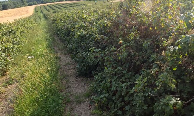 Pole/YT @Hubertus & Dawid95 VLOG