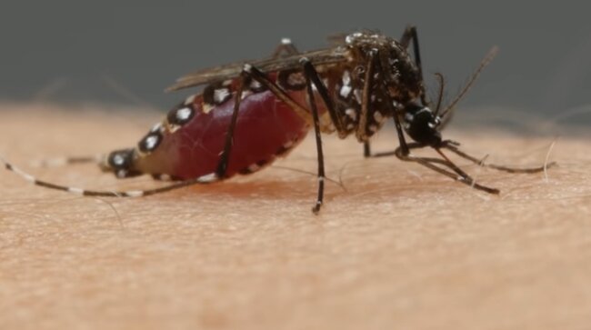 Komar. Źródło: Youtube