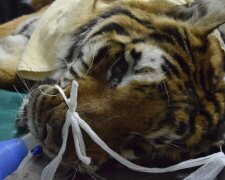 Najnowsze doniesienia w sprawie Gogha - tygrysa z poznańskiego zoo