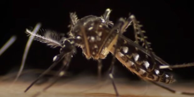 Komar Aedes albopictus/YouTube @ Vaccines at Sanofi