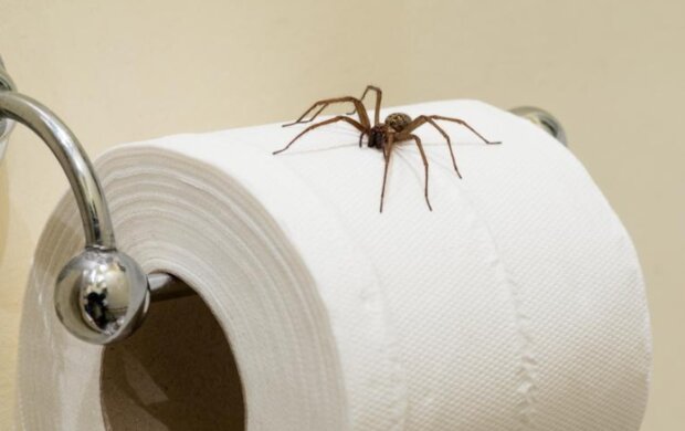 Najlepsze sposoby na zwalczenie pająków. Pozbądź się ich z domu raz na zawsze