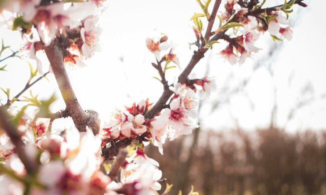 Wiosna może zaskoczyć przed świętami. IMGW przedstawia prognozę na Wielkanoc