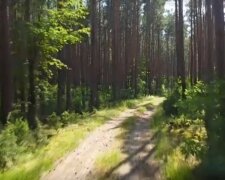 lasy / YouTube: Nadleśnictwo Łomża