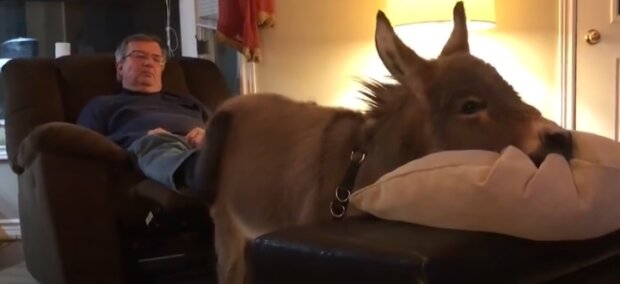 Osiołek przekonany, że jest psem. Źródło: Youtube