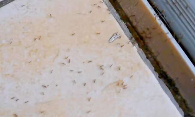 Pozbycie się mrówek, screen Youtube