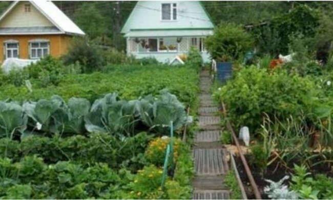 Moja teściowa sama dała nam dom na wsi, a kiedy zlikwidowałam wszystkie grządki, wpadła w histerię