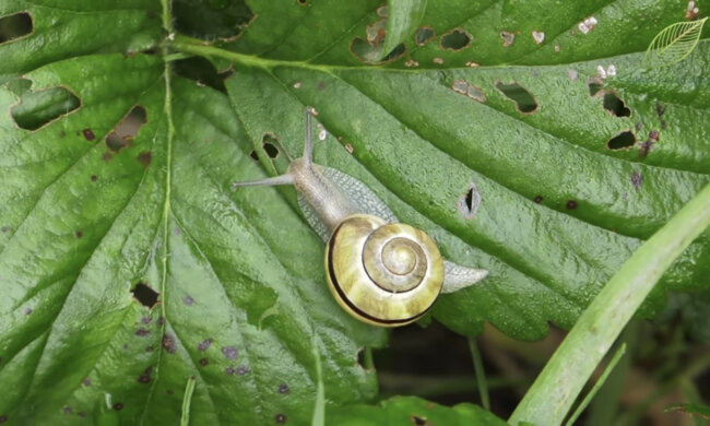 Niezawodny sposób na ślimaki. Raz na zawsze pożegnasz się ze szkodnikami