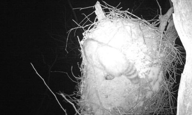 Obraz z fotopułapki. Źródło: Facebook Nadleśnictwo Prudnik, Lasy Państwowe