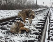 Te psy spędziły dwa zimowe dni na kolejowych torach. Co się stało? Niesamowita historia, która nie pozostawi nikogo obojętnym
