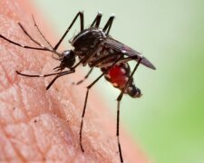 Ugryzienia komarów są bardzo uciążliwe / rentokil.com/