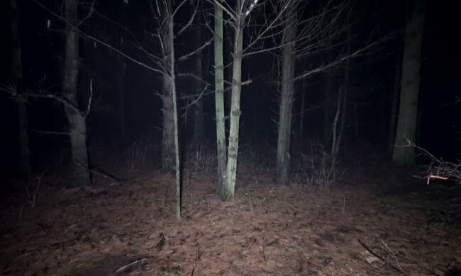 Lasy rozbrzmiewają dziwnymi i tajemniczymi odgłosami, które powodują gęsią skórkę. O co chodzi