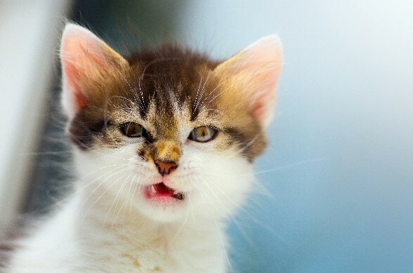 Czy Twój kot denerwuje się bez powodu? Wszystko, co musisz wiedzieć o mowie ciała kota