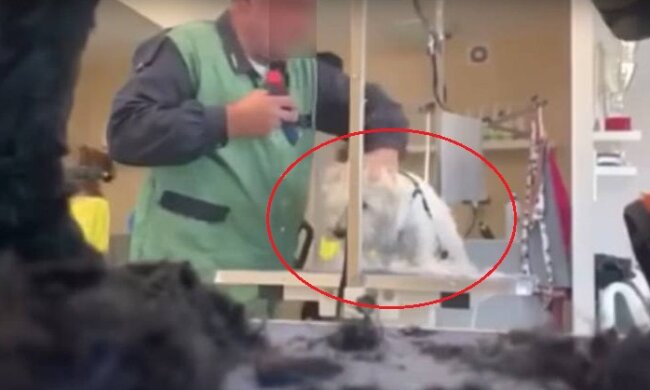 Niebywałe zachowanie psiego fryzjera. W sieci pojawiło się nagranie, które wywołuje gęsią skórkę [WIDEO]