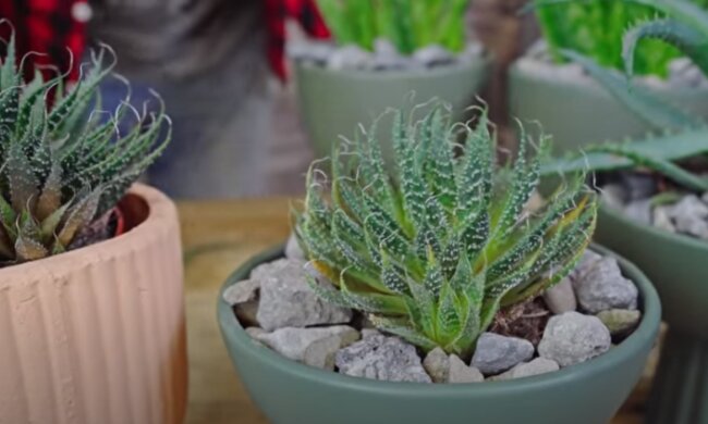 Aloes/YouTube @Hubert Lamański