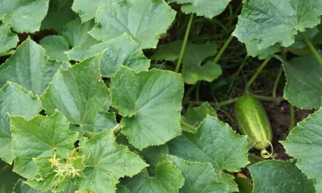 Ogórki/YouTube @ogród na co dzień