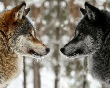 Mądra prawda o dwóch wilkach współistniejących w każdej osobie