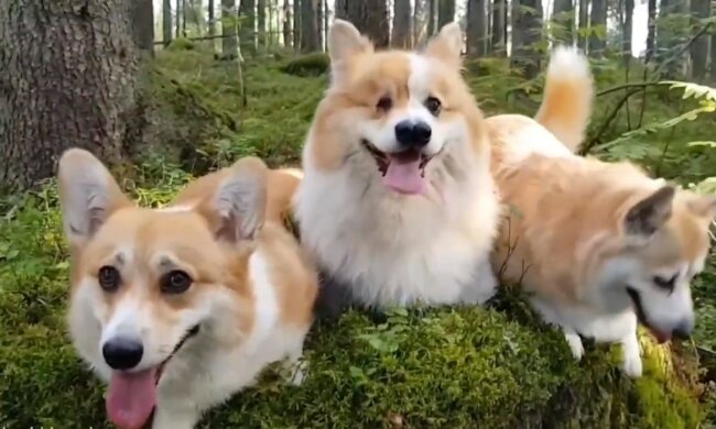 Corgi ma dwa nosy, screen YT