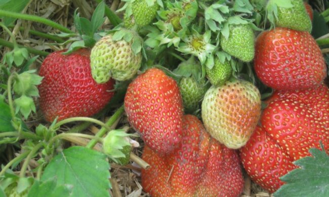 screen Youtube @Weronika Polivkina