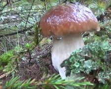 grzyby w lesie / YouTube: Wacolo73