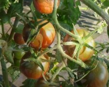Pomidory/YouTube @DZIAŁKOWIEC TV
