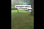 „Uważajcie, rodzice z małymi dziećmi”. Alarmujące nagranie z polskiego osiedla