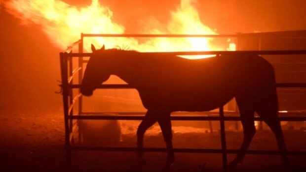Pożar w Kalifornii. Koń wyrwał się strażakom, by uratować rodzinę