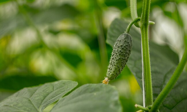 Włóż to do grządki przed sadzeniem ogórków. Plony mogą zaskoczyć każdego ogrodnika
