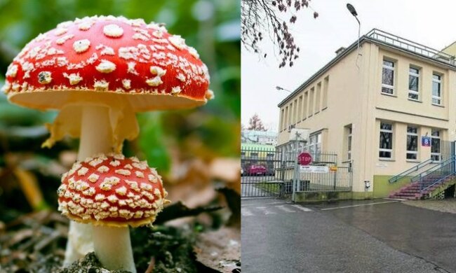 Chciał odurzyć się muchomorem. Mężczyzna trafił z objawami zatrucia do szpitala