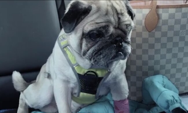 Mops/YouTube @Stowarzyszenie mopsy w potrzebie