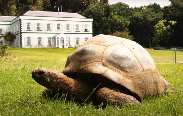 Najstarszy żółw na świecie/YouTube @Top10Wszystkiego