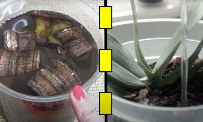 Nawóz ze skórki banana, screen YT