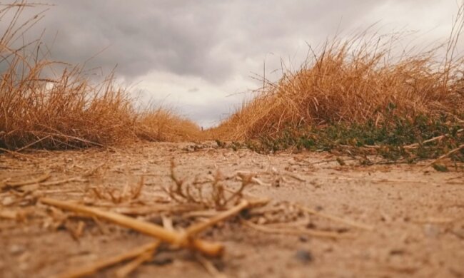 Susza. Źródło: tvn24bis.pl