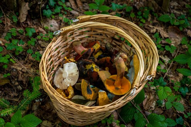 Takich grzybów nie wkładaj do koszyka. Nawet po obróbce mogą zaszkodzić