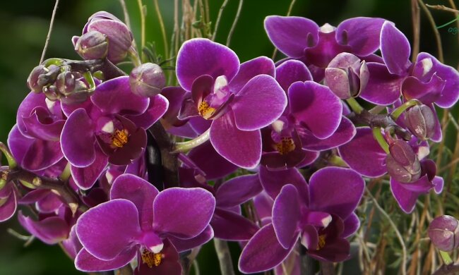 Storczyki/YT @ogród na co dzień