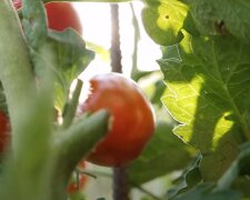 Pomidory, źródło: YouTube/Next Level Gardening