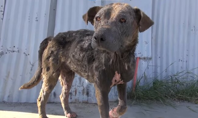 pies, screen Youtube @hopeforpaws