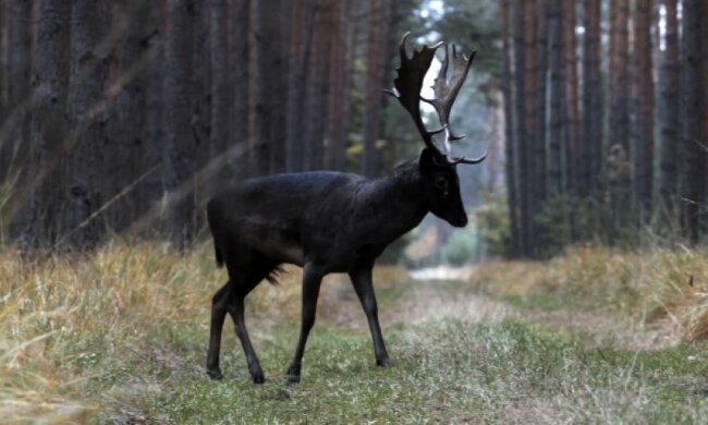 Daniel/ https://www.tvp.info/