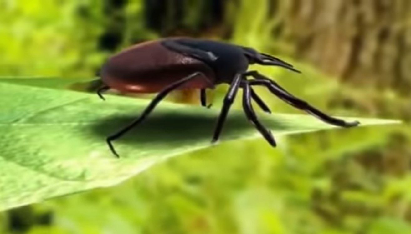 Groźny kleszcz z Azji już w Europie. Potencjalny wektor 30 chorób