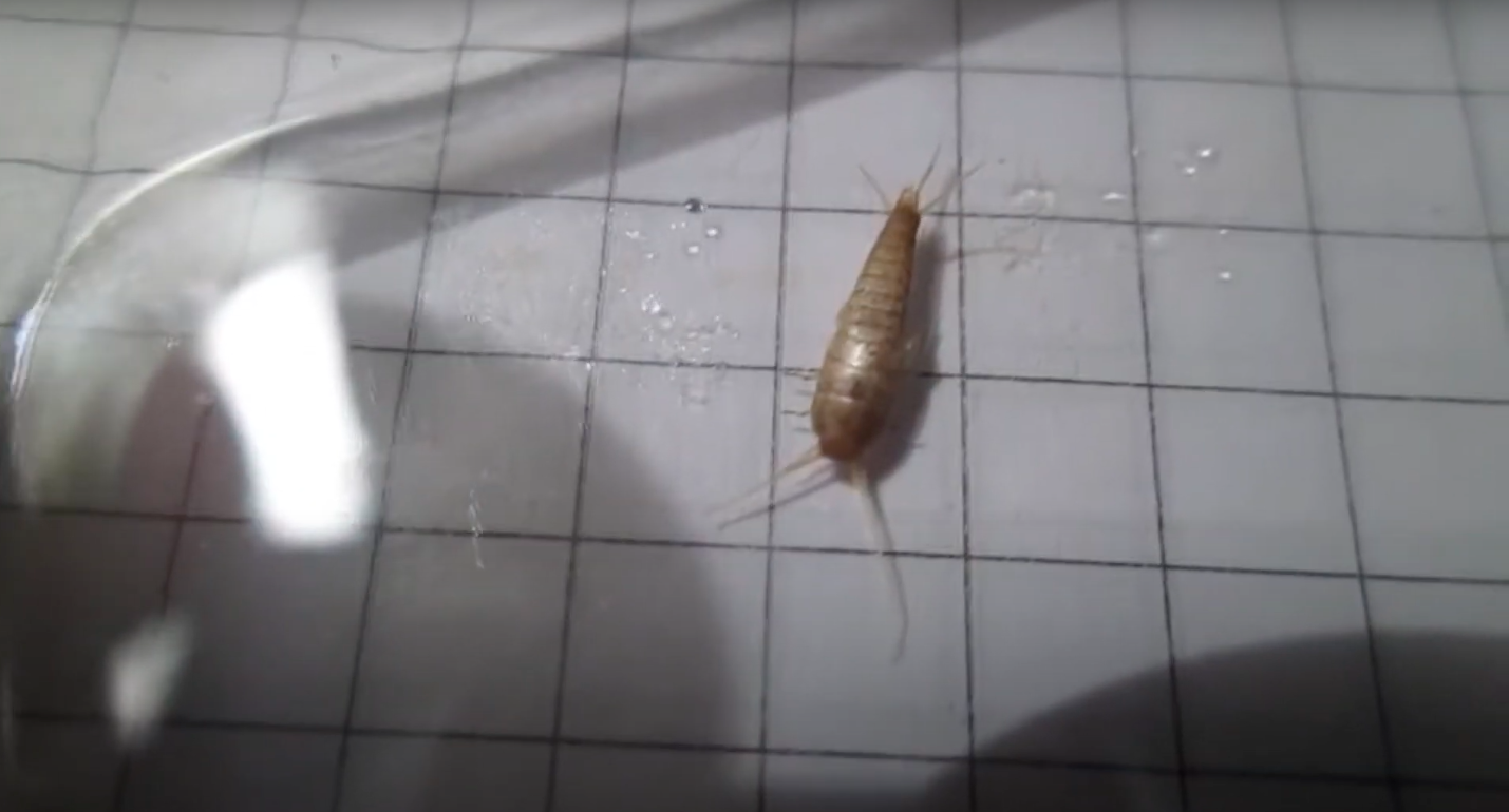 Skuteczny trik na rybiki. Zrób to wieczorem, a rano po problemie