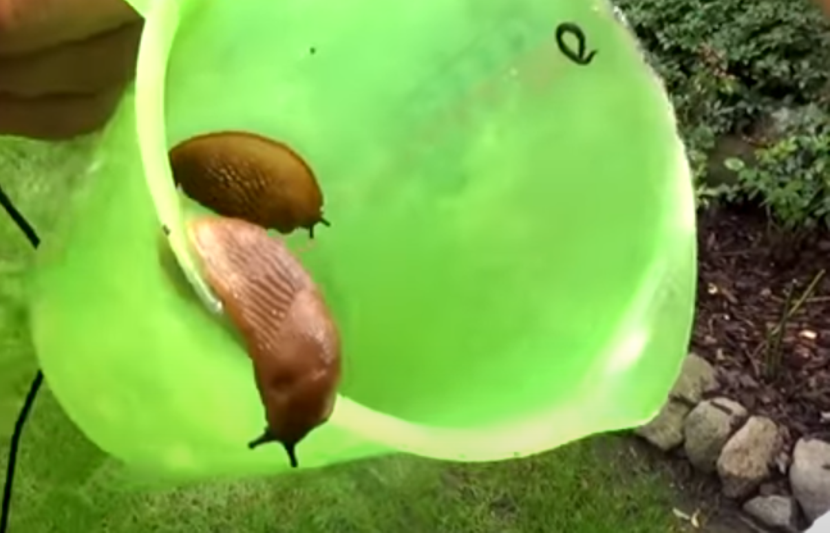 Ślimaki ich nie ruszą! Rośliny, które ochronią Twój ogród bez chemii