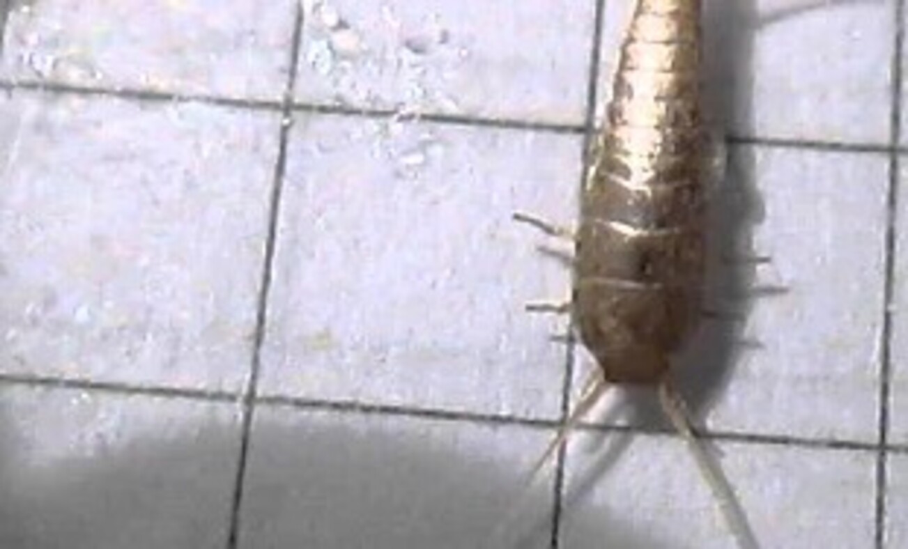 Rybiki cukrowe znikną błyskawicznie. Wystarczy spryskać odpływy tym roztworem