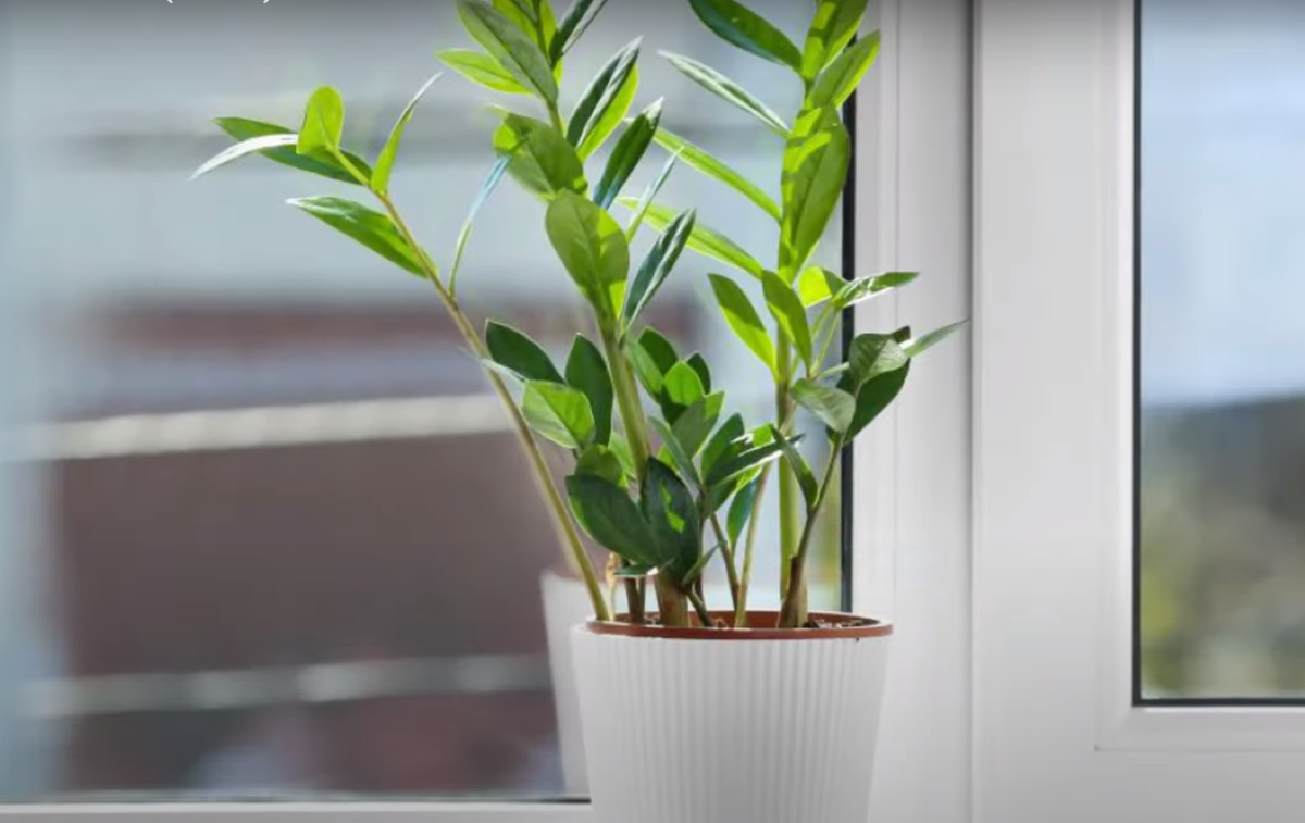 Prosty domowy sposób na zamiokulkasa. Roślina rozkwitnie niemal natychmiast