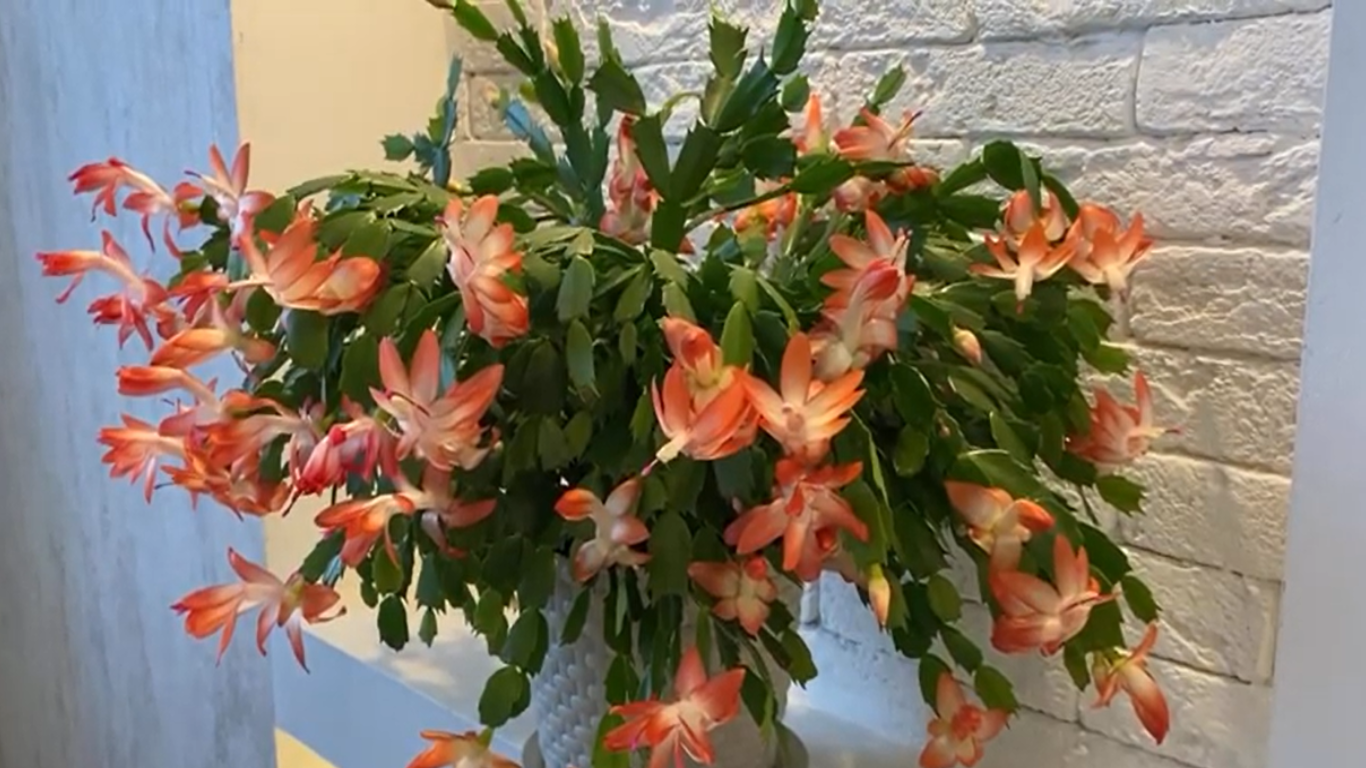 Zrób to w grudniu, a grudnik odwdzięczy się morzem kwiatów. Prosty domowy patent