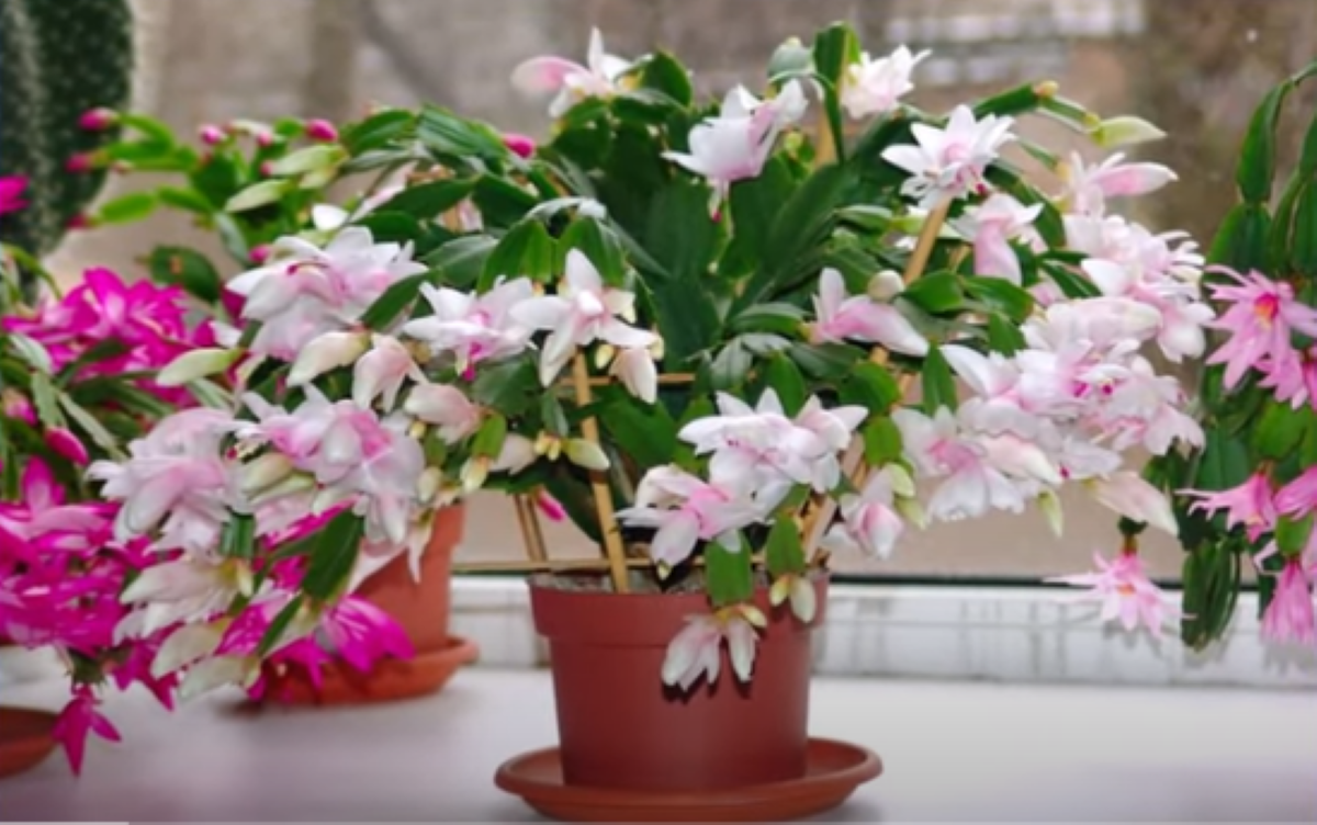 Zrób to teraz, a grudnik rozkwitnie przed świętami. Ten sposób naprawdę działa