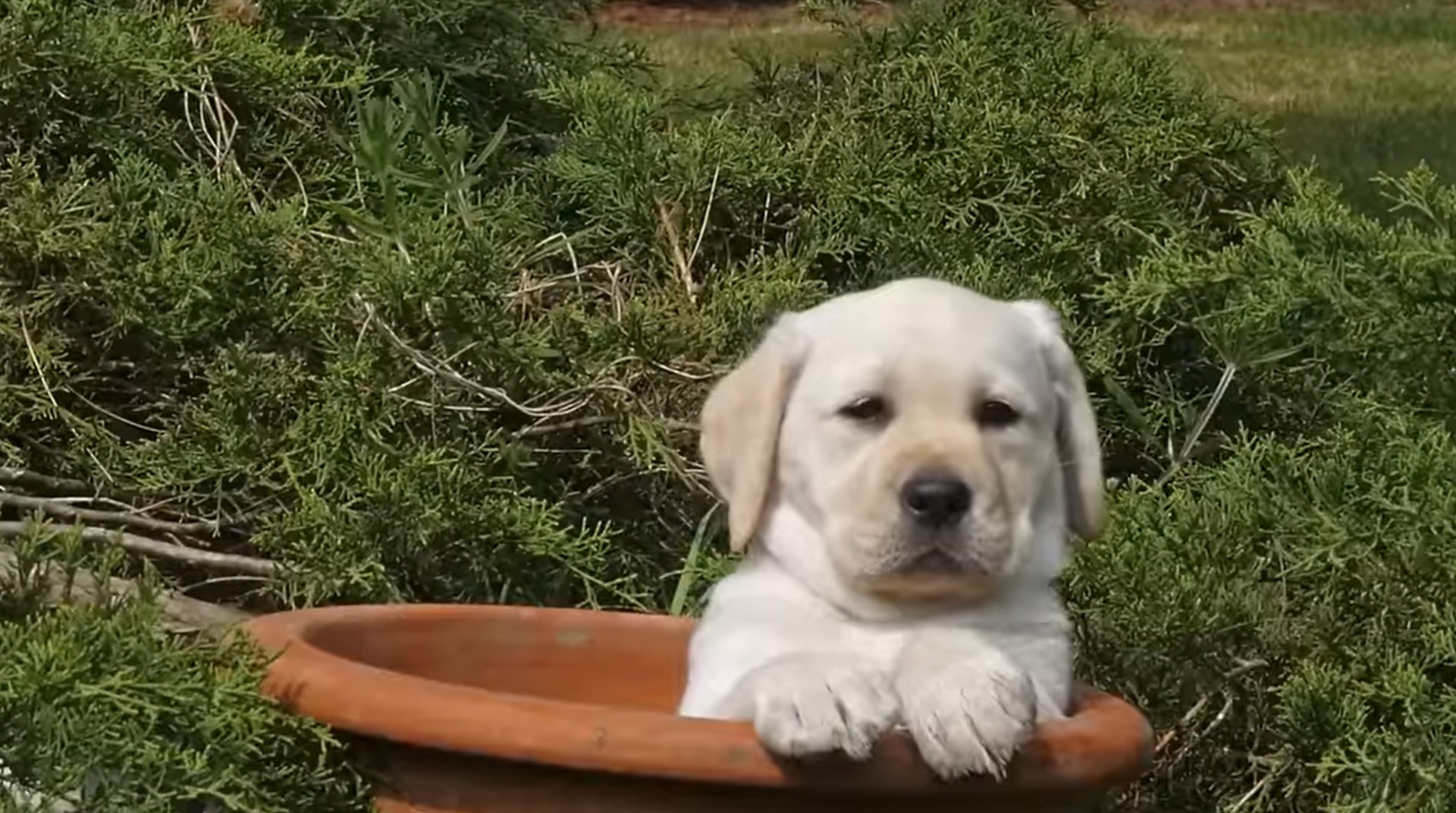 Nowe obowiązki dla właścicieli psów i kotów. Kara choćby 5 tys. zł
