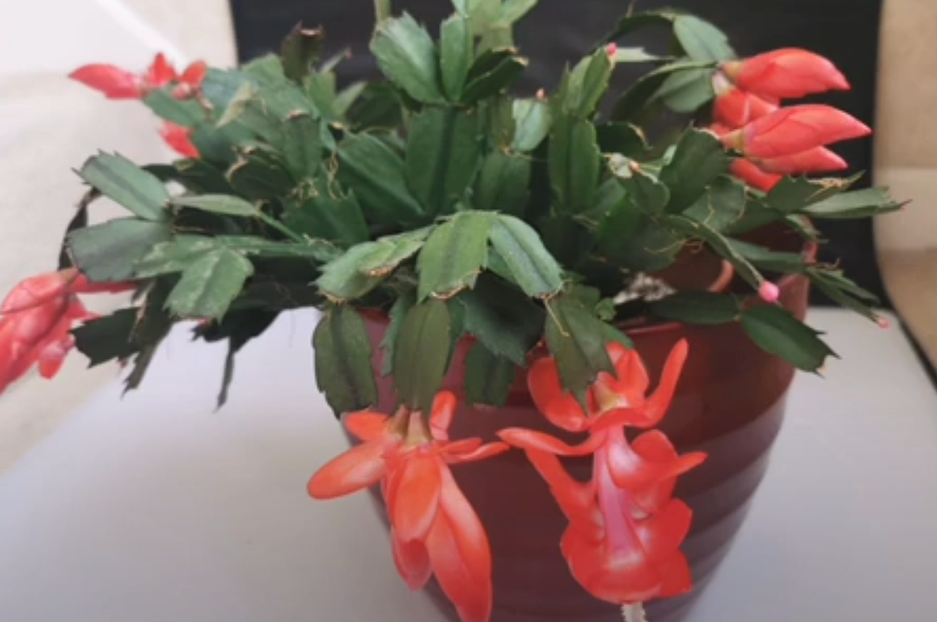 Wystarczy ten jeden składnik z apteki, a grudnik obsypie się kwiatami