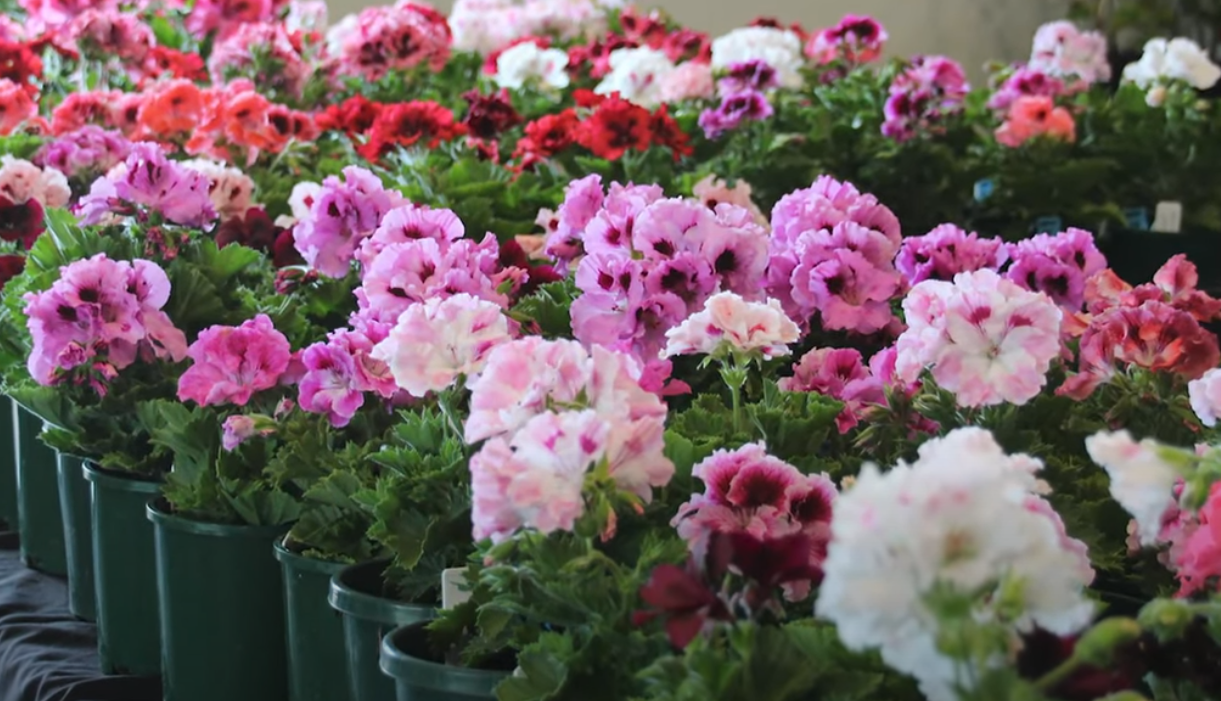 Pelargonie w pełnym rozkwicie aż do mrozów. Domowa odżywka, która działa cuda