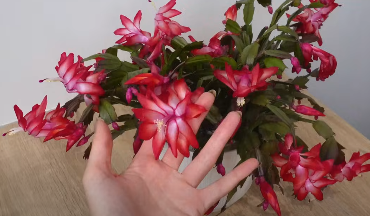 Prosty trik z apteki pomoże grudnikowi. Przywróci roślinie zdrowie