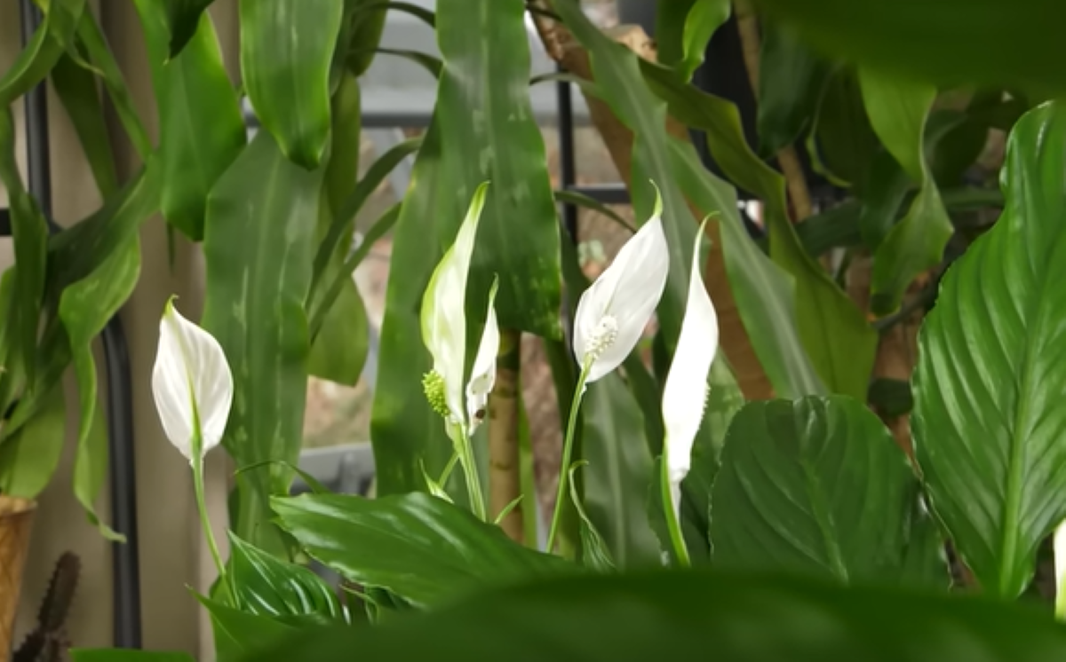 Domowa odżywka, która przywróci skrzydłokwiat do życia. Prosty przepis na zdrowe liście i kwiaty