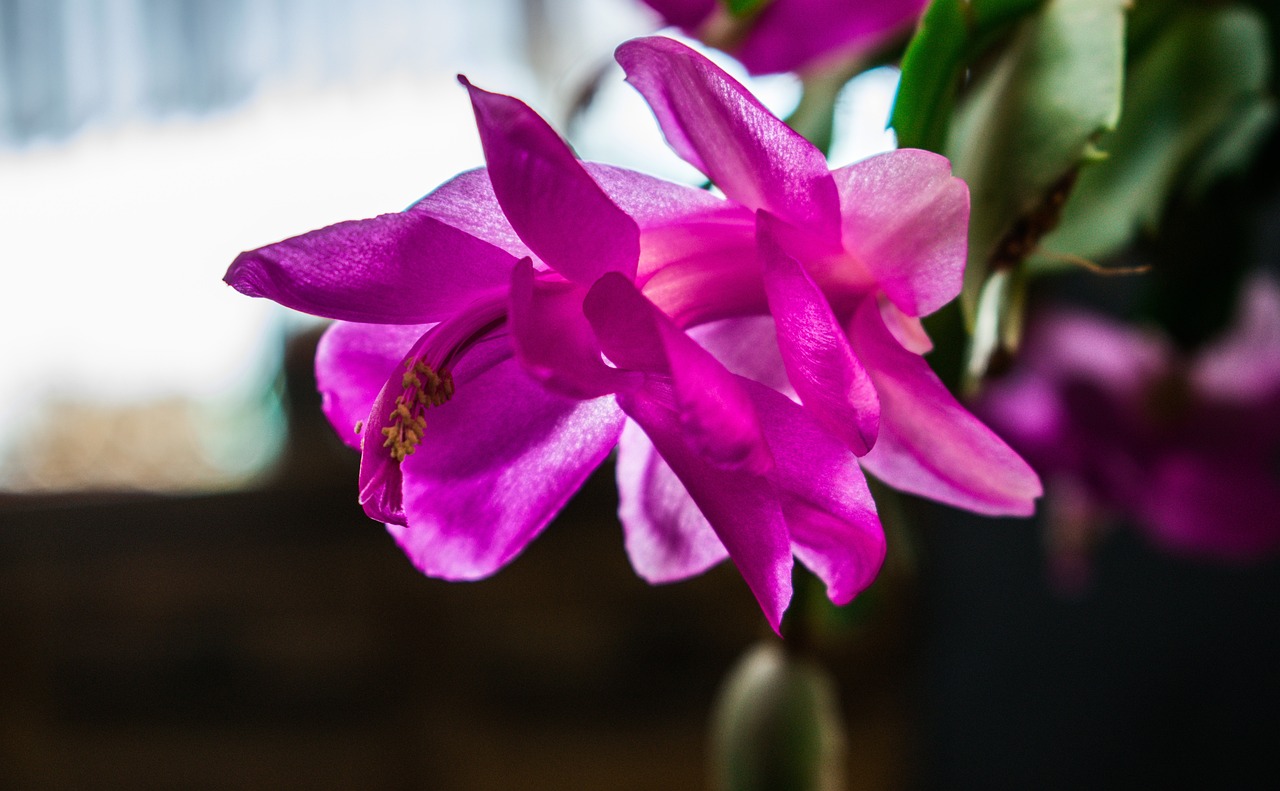 Wystarczy jedna pomarańcza, by grudnik zakwitł jak nigdy dotąd. Ogrodnicy potwierdzają skuteczność